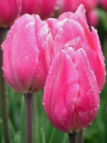 BULB, TULIP, PINK IMPRESSI0N, PURE PINK PERENNIAL TULIP BULBS, PINK FLOWERS