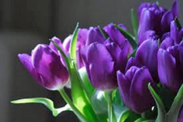 BULB, TULIP, PURPLE PRINCE, PURE PURPLE PERENNIAL TULIP BULBS, PURPLE FLOWERS