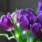BULB, TULIP, PURPLE PRINCE, PURE PURPLE PERENNIAL TULIP BULBS, PURPLE FLOWERS