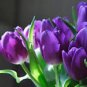 BULB, TULIP, PURPLE PRINCE, PURE PURPLE PERENNIAL TULIP BULBS, PURPLE FLOWERS