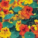 NASTURTIUM 25+ SEEDS ORGANIC NEWLY HARVESTED