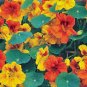 NASTURTIUM 25+ SEEDS ORGANIC NEWLY HARVESTED