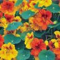 NASTURTIUM 25+ SEEDS ORGANIC NEWLY HARVESTED