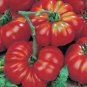 TOMATO, BEEFSTEAK, HEIRLOOM, ORGANIC 25+ SEEDS, GREAT SLICED TOMATO, DELICIOUS