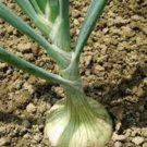 ONION, SPANISH WHITE, HEIRLOOM, ORGANIC 25+ SEEDS, SWEET, GREAT FOR COOKING