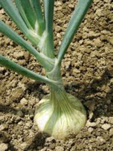ONION, SPANISH WHITE, HEIRLOOM, ORGANIC 25+ SEEDS, SWEET, GREAT FOR COOKING