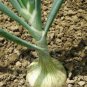 ONION, SPANISH WHITE, HEIRLOOM, ORGANIC 25+ SEEDS, SWEET, GREAT FOR COOKING