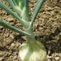 ONION, SPANISH WHITE, HEIRLOOM, ORGANIC 25+ SEEDS, SWEET, GREAT FOR COOKING