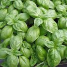 BASIL, SWEET GENOVESE, HEIRLOOM, ORGANIC, 25+ SEEDS, GREAT FRESH OR DRIED HERB