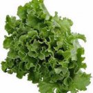 LETTUCE, LEAF, GRAND RAPIDS,  HEIRLOOM, ORGANIC 25+ SEEDS,DELICIOUS CRISP GREENS
