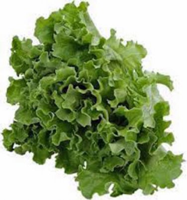 LETTUCE, LEAF, GRAND RAPIDS,  HEIRLOOM, ORGANIC 25+ SEEDS,DELICIOUS CRISP GREENS