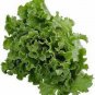 LETTUCE, LEAF, GRAND RAPIDS,  HEIRLOOM, ORGANIC 25+ SEEDS,DELICIOUS CRISP GREENS