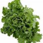 LETTUCE, LEAF, GRAND RAPIDS,  HEIRLOOM, ORGANIC 25+ SEEDS,DELICIOUS CRISP GREENS