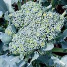 BROCCOLI, GREEN SPROUTING CALABRESE,HEIRLOOM, ORGANIC 25+ SEEDS, BROCCOLI SEEDS