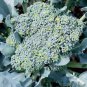 BROCCOLI, GREEN SPROUTING CALABRESE,HEIRLOOM, ORGANIC 25+ SEEDS, BROCCOLI SEEDS