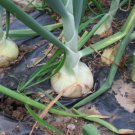 ONION, LG SPANISH YELLOW, HEIRLOOM, ORGANIC 25+ SEEDS, SWEET, GREAT FOR COOKING