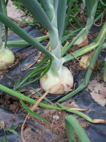 ONION, LG SPANISH YELLOW, HEIRLOOM, ORGANIC 25+ SEEDS, SWEET, GREAT FOR COOKING
