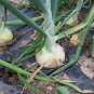 ONION, LG SPANISH YELLOW, HEIRLOOM, ORGANIC 25+ SEEDS, SWEET, GREAT FOR COOKING