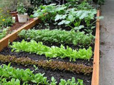 Vegetable Garden Collection, Small, Heirloom, Organic Seeds, 10 Top Varieties