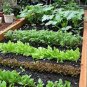 Vegetable Garden Collection, Small, Heirloom, Organic Seeds, 10 Top Varieties
