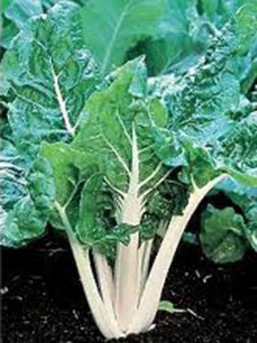 SWISS CHARD, LARGE WHITE RIBBED, HEIRLOOM, ORGANIC 25+SEEDS, TASTY CRISP LEAVES