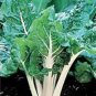 SWISS CHARD, LARGE WHITE RIBBED, HEIRLOOM, ORGANIC 25+SEEDS, TASTY CRISP LEAVES