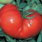 TOMATO, RED PONDERSOSA, HEIRLOOM, ORGANICLY GROWN 25+ SEEDS