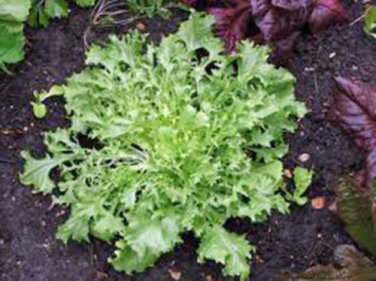 LETTUCE, ENDIVE BROADLEAF BATAVIAN, HEIRLOOM, ORGANIC 25+ SEEDS, TASTY LETTUCE