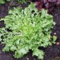 LETTUCE, ENDIVE BROADLEAF BATAVIAN, HEIRLOOM, ORGANIC 25+ SEEDS, TASTY LETTUCE