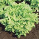 LETTUCE, LEAF, SIMPSON BS, HEIRLOOM, ORGANIC 25+ SEEDS, DELICIOUS CRISP GREENS
