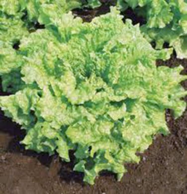 LETTUCE, LEAF, SIMPSON BS, HEIRLOOM, ORGANIC 25+ SEEDS, DELICIOUS CRISP GREENS