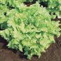 LETTUCE, LEAF, SIMPSON BS, HEIRLOOM, ORGANIC 25+ SEEDS, DELICIOUS CRISP GREENS