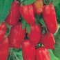 TOMATO, SAN MARZANO, HEIRLOOM, ORGANIC, 20+ SEEDS, TOMATO SEEDS, CLASSIC TOMATO