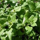 SPINACH, NEW ZEALAND,  HEIRLOOM, ORGANIC 25+ SEEDS, GREAT FOR SALADS & COOKING