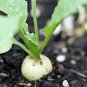 RADISH, HAILSTONE , HEIRLOOM, ORGANIC 50+ SEEDS, TASTY ROUND WHITE SALAD RADISH