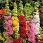 HOLLYHOCK, PINK, RED & YELLOW 25+ SEEDS ORGANIC HEIRLOOM,BEAUTIFUL TALL CLUSTERS