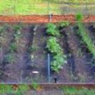 Vegetable Garden Collection, Medium, Heirloom, Organic Seeds, 20 Top Varieties