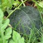 WATERMELON, SUGAR BABY , HEIRLOOM, ORGANIC 25+ SEEDS, SMALL, SWEET N DELICIOUS