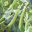 PEAS, LINCOLN, HEIRLOOM, ORGANIC 20+ SEEDS, A GREAT TASTING PEA, FRESH OR COOKED