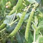 PEAS, LINCOLN, HEIRLOOM, ORGANIC 20+ SEEDS, A GREAT TASTING PEA, FRESH OR COOKED