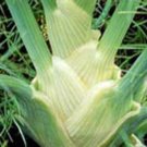 FENNEL, FLORENCE,  HEIRLOOM, ORGANIC, 25+ SEEDS, DELICIOUS