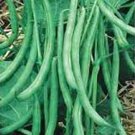 BEAN, BURPEE STRINGLESS GREEN BEAN, HEIRLOOM, ORGANIC 20+ SEEDS, DELICIOUS BEAN