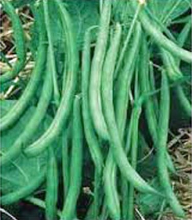 BEAN, BURPEE STRINGLESS GREEN BEAN, HEIRLOOM, ORGANIC 20+ SEEDS, DELICIOUS BEAN
