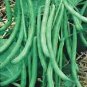 BEAN, BURPEE STRINGLESS GREEN BEAN, HEIRLOOM, ORGANIC 20+ SEEDS, DELICIOUS BEAN