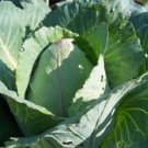 CABBAGE, CHARLESTON WAKEFIELD, HEIRLOOM, ORGANIC 25+ SEEDS, TASTY HEALTHY VEGGIE