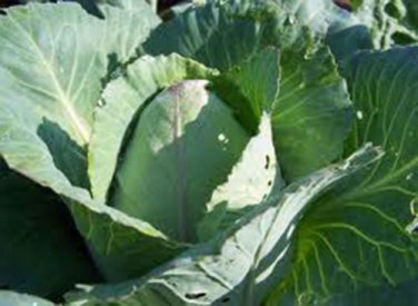 CABBAGE, CHARLESTON WAKEFIELD, HEIRLOOM, ORGANIC 25+ SEEDS, TASTY HEALTHY VEGGIE