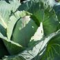 CABBAGE, CHARLESTON WAKEFIELD, HEIRLOOM, ORGANIC 25+ SEEDS, TASTY HEALTHY VEGGIE