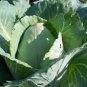 CABBAGE, CHARLESTON WAKEFIELD, HEIRLOOM, ORGANIC 25+ SEEDS, TASTY HEALTHY VEGGIE