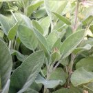 SAGE, BROAD LEAF, HEIRLOOM, ORGANIC, 20+ SEEDS, DELICIOUS DRIED OR FRESH