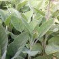SAGE, BROAD LEAF, HEIRLOOM, ORGANIC, 20+ SEEDS, DELICIOUS DRIED OR FRESH